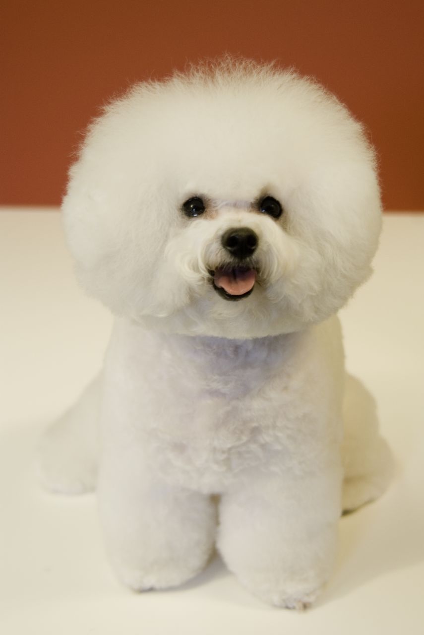 Bichon_Frise_red_background.jpg