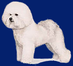 bichon_kresba.jpg