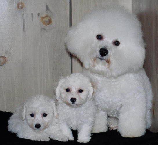 Bichon_mom_and_babies2.JPG