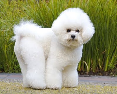 BichonFrise1.jpg