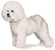 bichon_frise.jpg