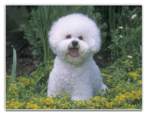 bichon_frise_a_cecd.jpg